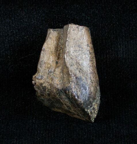 Partially Worn Triceratops Tooth Montana #746
